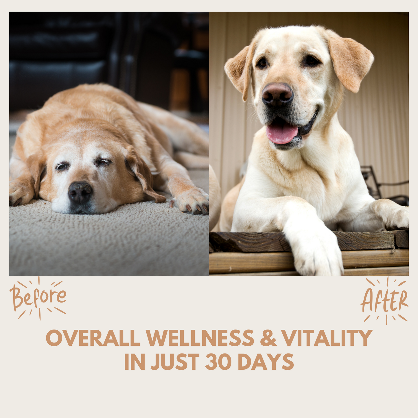 Multivitamin Treats - 95noo5