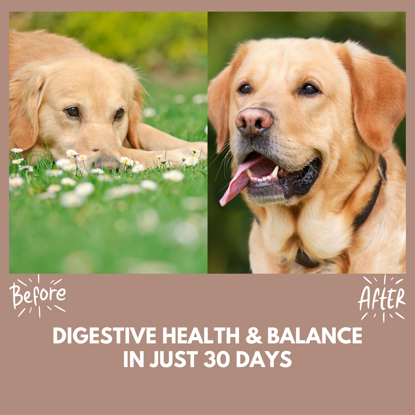 Pre & Probiotic Treats - 95noo5